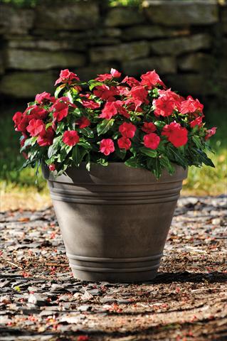 Photos von Blumenvarianten benutzt als: Topf und Beet Catharanthus roseus - Vinca Titan F1 Red Dark