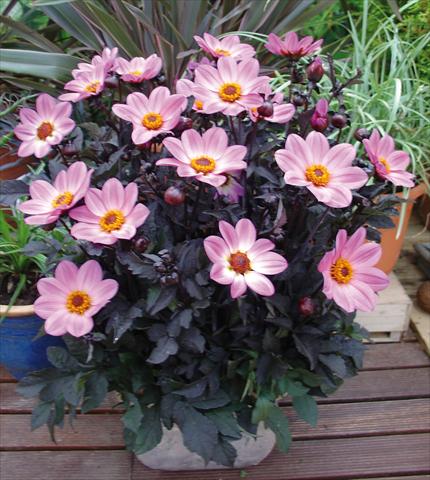 Photos von Blumenvarianten benutzt als: Topf und Beet Dahlia Happy Days Pink