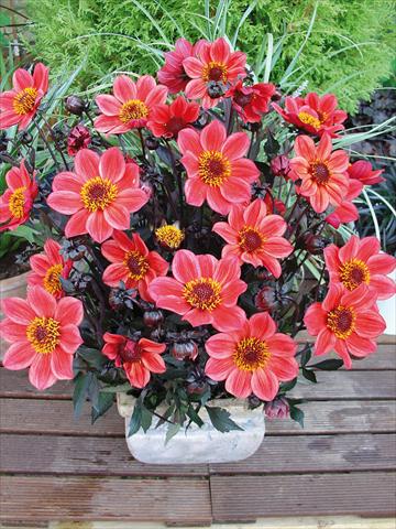 Photos von Blumenvarianten benutzt als: Topf und Beet Dahlia Happy Days Red