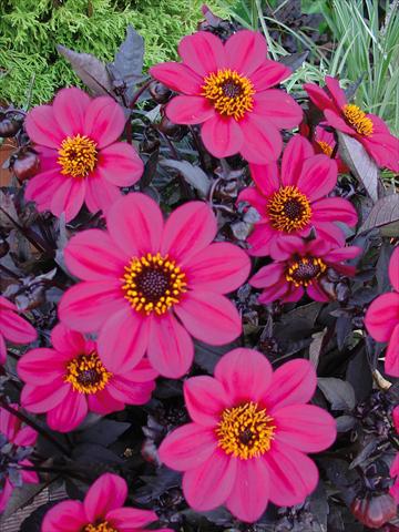 Photos von Blumenvarianten benutzt als: Topf und Beet Dahlia Happy Days Rose