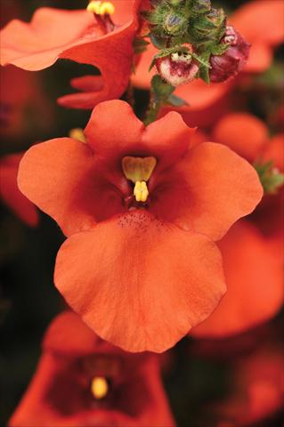 Photos von Blumenvarianten benutzt als: Topf und Beet Diascia Juliet™ Orange