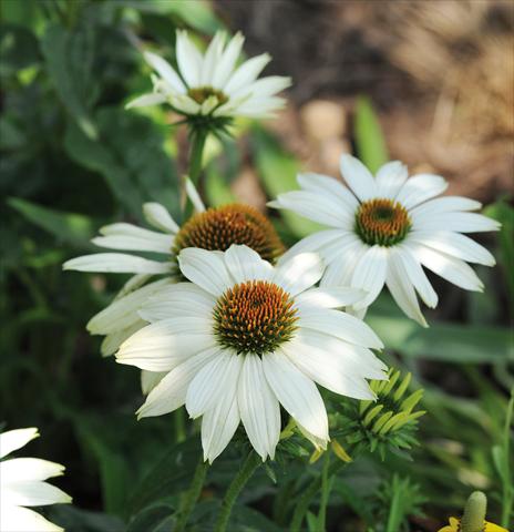 Photos von Blumenvarianten benutzt als: Topf und Beet Echinacea purpurea PowWow™ White
