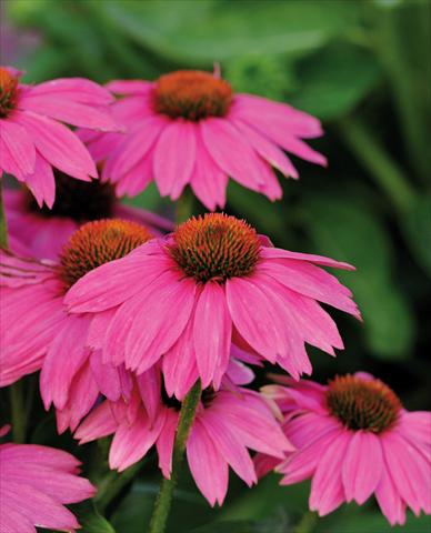 Photos von Blumenvarianten benutzt als: Topf und Beet Echinacea purpurea PowWow™ Wild Berry