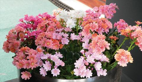 Photos von Blumenvarianten benutzt als: Topf und Beet Lewisia cotyledon Regenbogen