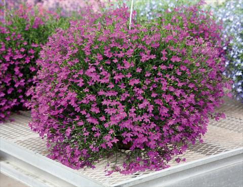 Photos von Blumenvarianten benutzt als: Topf, Terrasse, Ampel. Lobelia Purple Star