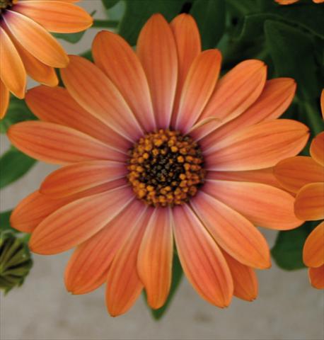 Photos von Blumenvarianten benutzt als: Topf und Beet Osteospermum Astra™ Orange Sunrise