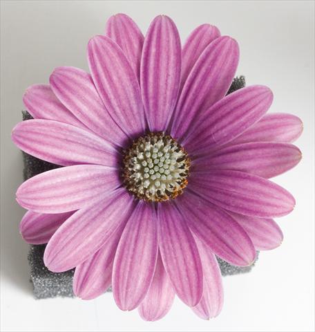 Photos von Blumenvarianten benutzt als: Topf und Beet Osteospermum Astra™ Rose with Eye