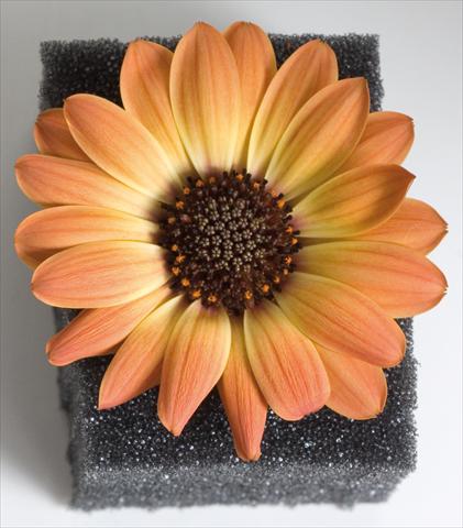 Photos von Blumenvarianten benutzt als: Topf und Beet Osteospermum Astra™ Yellow Apricot