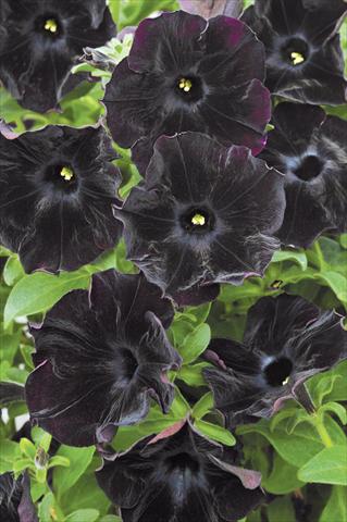 Photos von Blumenvarianten benutzt als: Topf, Terrasse, Ampel. Petunia Mystical Black Velvet