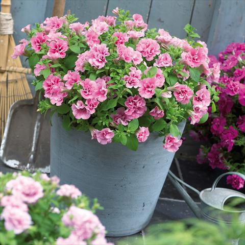 Photos von Blumenvarianten benutzt als: Topf, Terrasse, Ampel. Petunia Viva® Double Pink
