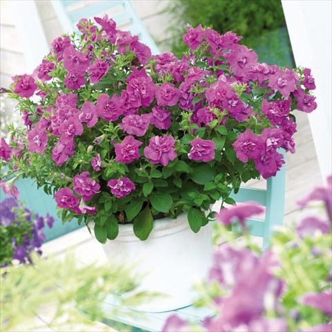 Photos von Blumenvarianten benutzt als: Topf, Terrasse, Ampel. Petunia Viva® Double Purple