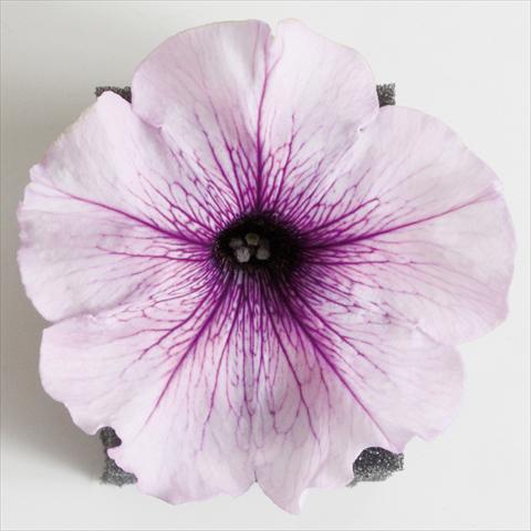 Photos von Blumenvarianten benutzt als: Topf, Terrasse, Ampel. Petunia Viva® Lilac Vein