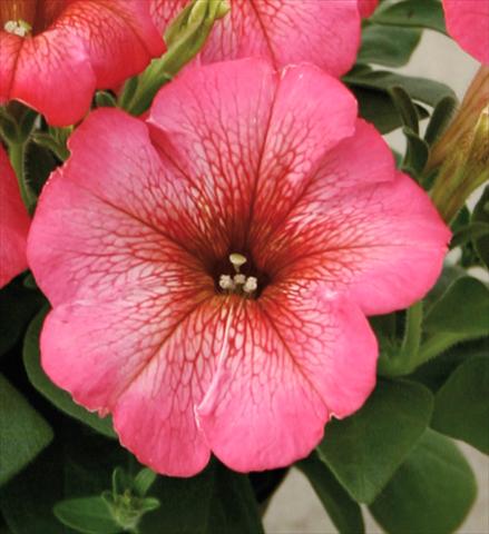 Photos von Blumenvarianten benutzt als: Topf, Terrasse, Ampel. Petunia Viva® Rose Blush