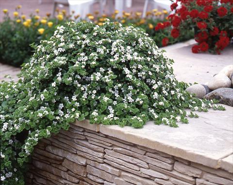 Photos von Blumenvarianten benutzt als: Topf, Terrasse, Ampel. Bacopa (Sutera cordata) Baja White