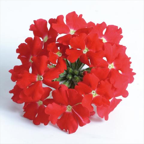 Photos von Blumenvarianten benutzt als: Topf, Terrasse, Ampel. Verbena Venturi™ Scarlet