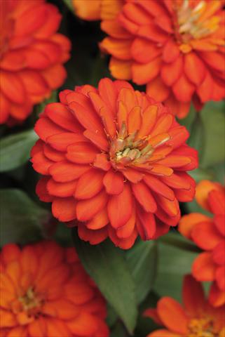 Photos von Blumenvarianten benutzt als: Topf und Beet Zinnia marylandica Zahara™ Double Fire