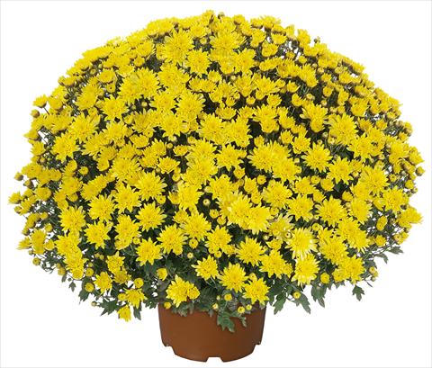 Photos von Blumenvarianten benutzt als: Topf und Beet Chrysanthemum multiflora Pamplona Jogger Yellow
