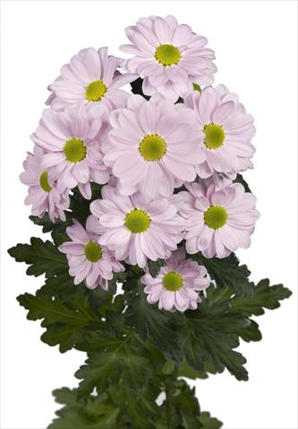 Photos von Blumenvarianten benutzt als: Topf und Beet Chrysanthemum Bacardi Pearl