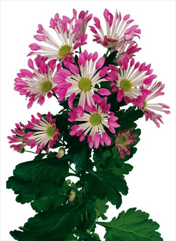Photos von Blumenvarianten benutzt als: Topf und Beet Chrysanthemum Dance