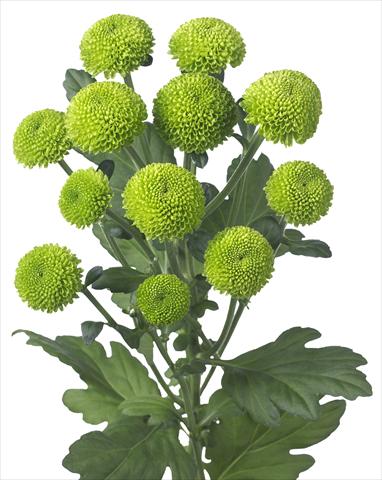 Photos von Blumenvarianten benutzt als: Topf und Beet Chrysanthemum Feeling Green Dark