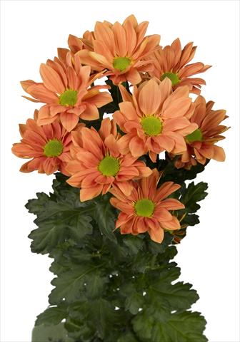 Photos von Blumenvarianten benutzt als: Topf und Beet Chrysanthemum Grand Orange