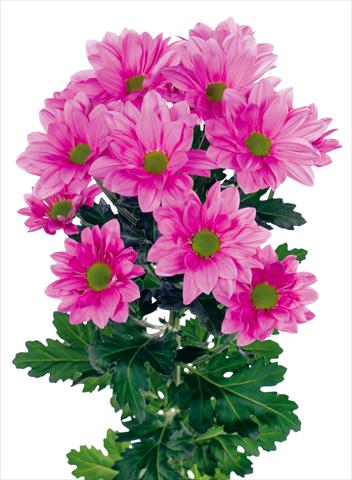Photos von Blumenvarianten benutzt als: Topf und Beet Chrysanthemum Grand Pink