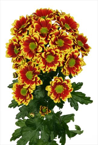 Photos von Blumenvarianten benutzt als: Topf und Beet Chrysanthemum Raisa