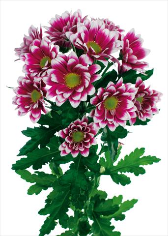 Photos von Blumenvarianten benutzt als: Topf und Beet Chrysanthemum Soundtrack