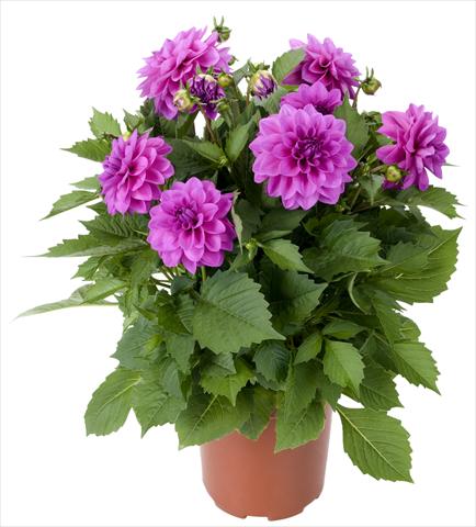 Photos von Blumenvarianten benutzt als: Topf und Beet Dahlia Dahlinova Hypnotica® Lavender