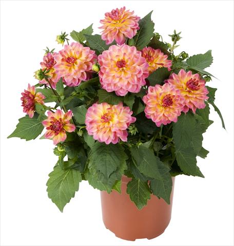 Photos von Blumenvarianten benutzt als: Topf und Beet Dahlia Dahlinova Hypnotica® Rose Bicolor