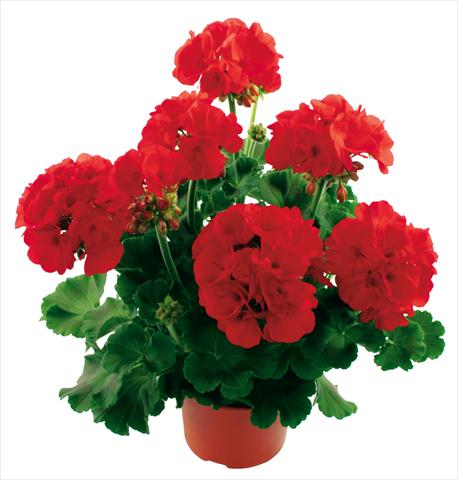 Photos von Blumenvarianten benutzt als: Topf Pelargonium zonale Summer Idols® True Red