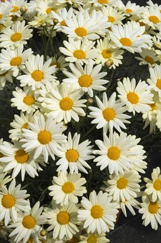 Photos von Blumenvarianten benutzt als: Topf und Beet Argyranthemum frutescens Daisy Crazy Summit Yellow