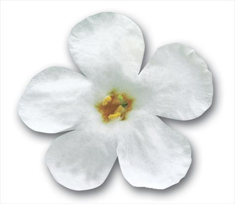 Photos von Blumenvarianten benutzt als: Topf, Terrasse, Ampel. Bacopa (Sutera cordata) Secrets® XXL White