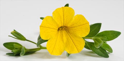 Photos von Blumenvarianten benutzt als: Topf, Terrasse, Ampel. Calibrachoa Caloha Yellow