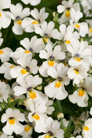 Photos von Blumenvarianten benutzt als: Topf, Terrasse, Ampel. Nemesia Spicy Snow White