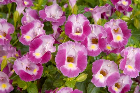 Photos von Blumenvarianten benutzt als: Topf, Terrasse, Ampel. Torenia Lovely Punky Violet