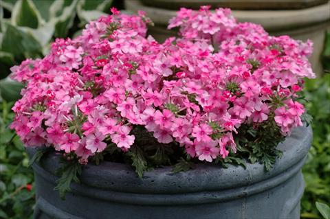 Photos von Blumenvarianten benutzt als: Topf, Terrasse, Ampel. Verbena Velox Pink