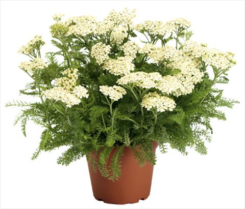 Photos von Blumenvarianten benutzt als: Beet- / Rabattenpflanze Achillea millefolium Desert Eve Cream