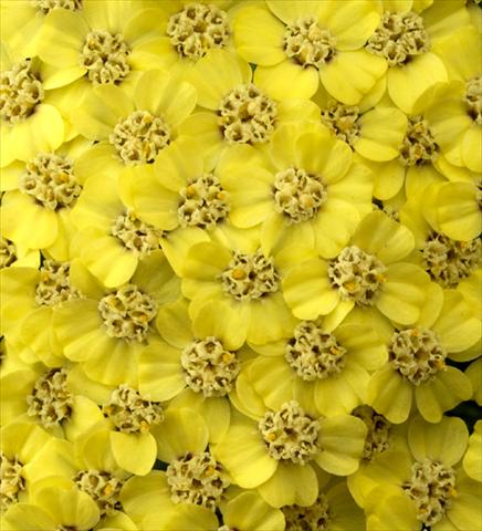 Photos von Blumenvarianten benutzt als: Beet- / Rabattenpflanze Achillea millefolium Desert Eve Light Yellow