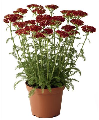 Photos von Blumenvarianten benutzt als: Topf und Beet Achillea millefolium Desert Eve Red