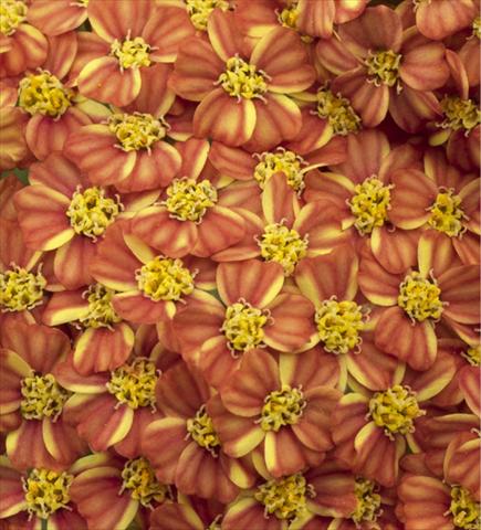 Photos von Blumenvarianten benutzt als: Beet- / Rabattenpflanze Achillea millefolium Desert Eve Terracotta