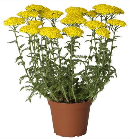 Photos von Blumenvarianten benutzt als: Topf und Beet Achillea millefolium Desert Eve Yellow
