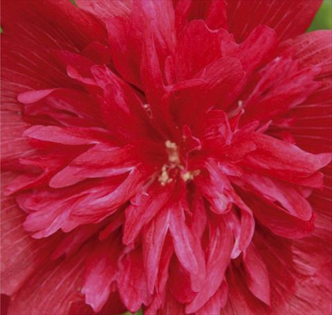 Photos von Blumenvarianten benutzt als: Topf und Beet Alcea rosea Spring Celebrities Carmine Rose