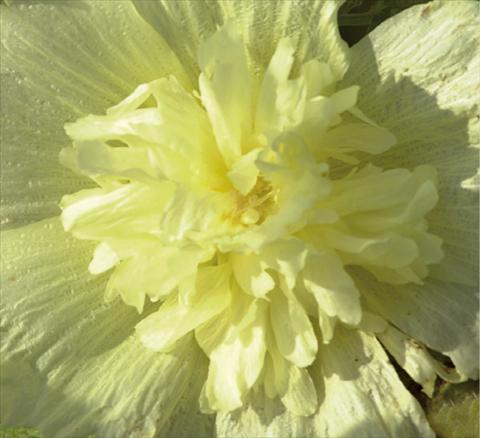 Photos von Blumenvarianten benutzt als: Topf und Beet Alcea rosea Spring Celebrities Lemon