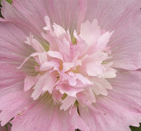 Photos von Blumenvarianten benutzt als: Topf und Beet Alcea rosea Spring Celebrities Pink