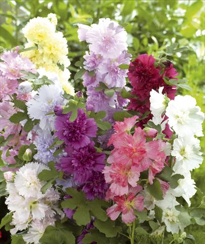 Photos von Blumenvarianten benutzt als: Topf und Beet Alcea rosea Spring Celebrities