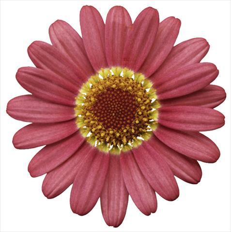Photos von Blumenvarianten benutzt als: Topf und Beet Argyranthemum frutescens Molimba® XL Watermelon