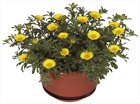 Photos von Blumenvarianten benutzt als: Topf und Beet Asteriscus maritimus Aurelia Gold