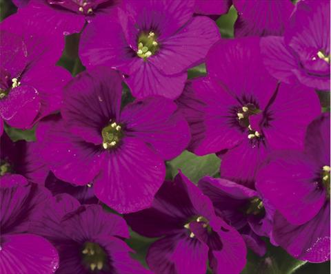 Photos von Blumenvarianten benutzt als: Topf und Beet Aubrieta hybrida Axcent™ Dark Red