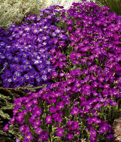 Photos von Blumenvarianten benutzt als: Topf und Beet Aubrieta hybrida Axcent™